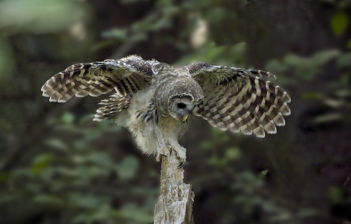 Barred Owl - Robert Hsu