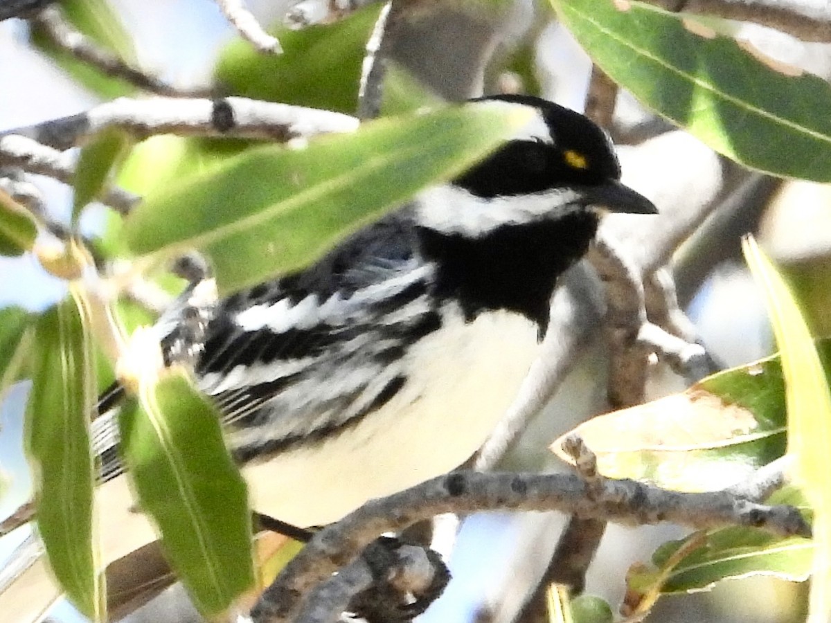 Black-throated Gray Warbler - ML617294493