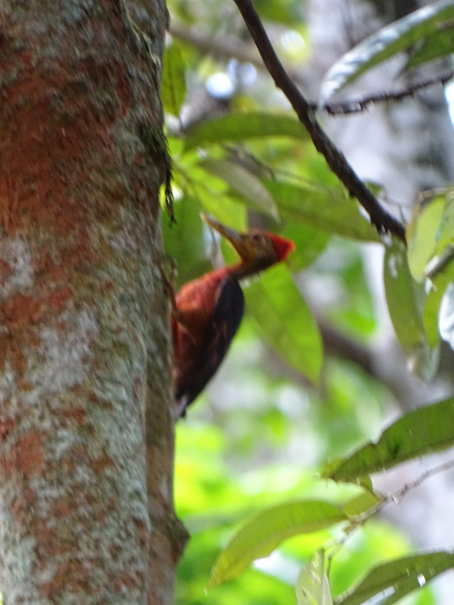 Orange-backed Woodpecker - ML617294601
