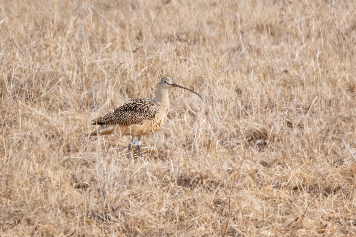 Long-billed Curlew - ML617294746