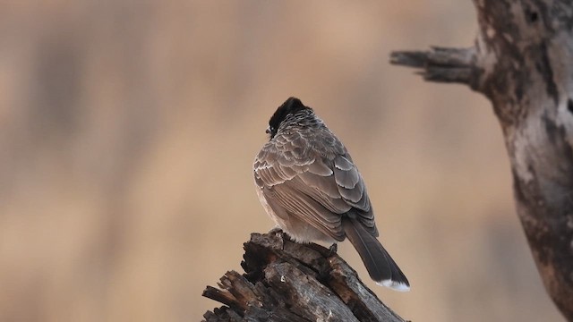 Red-vented Bulbul - ML617294773