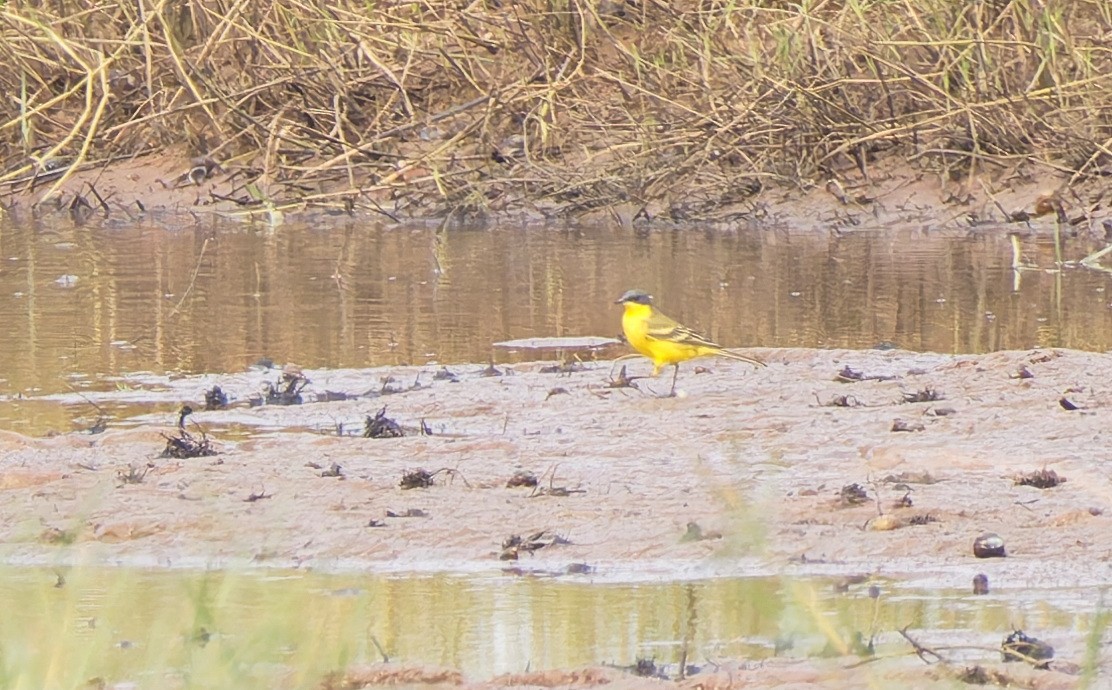Eastern Yellow Wagtail - Andrew Pierce