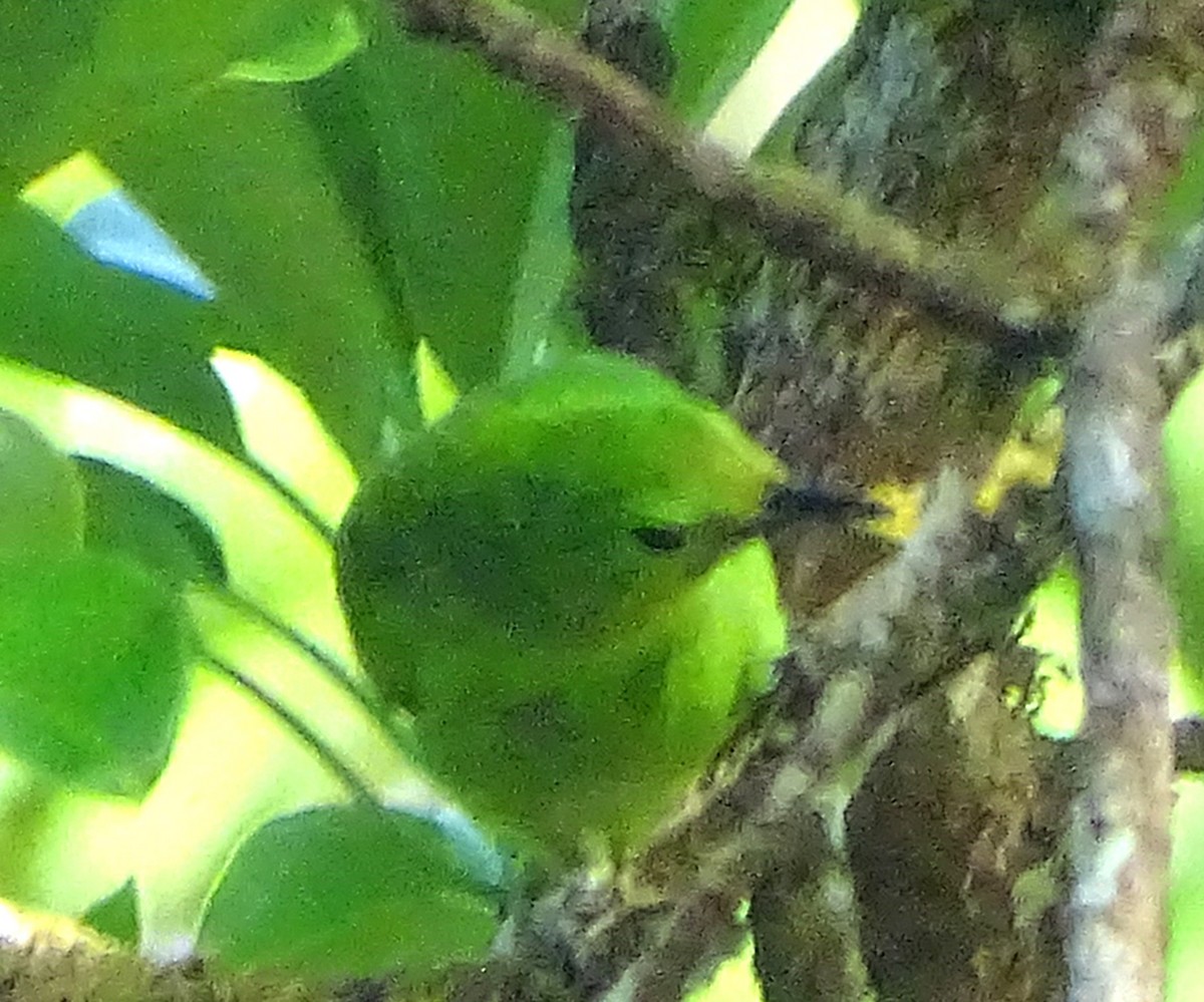Lesser Green Leafbird - Lai Wah Liu