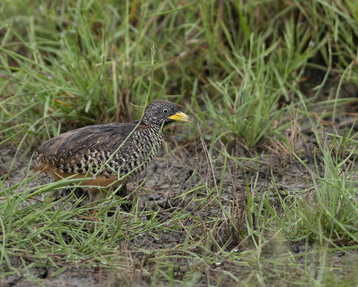 Barred Buttonquail - Edwin octosa