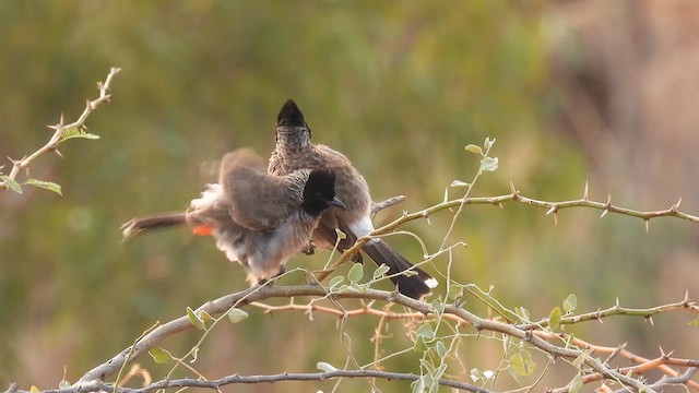 Red-vented Bulbul - ML617294926