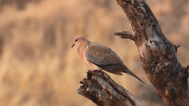 Laughing Dove - ML617294929
