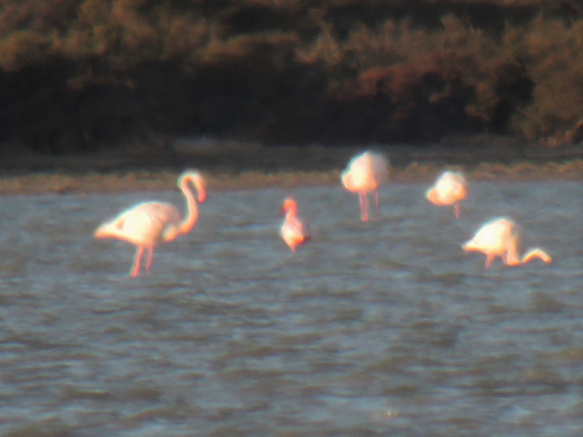 Lesser Flamingo - ML617295116