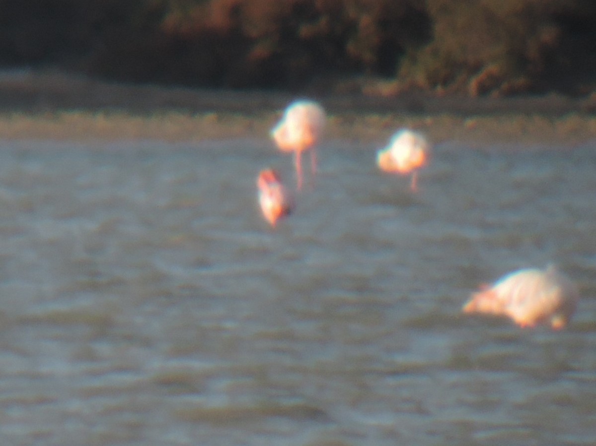 Lesser Flamingo - ML617295117