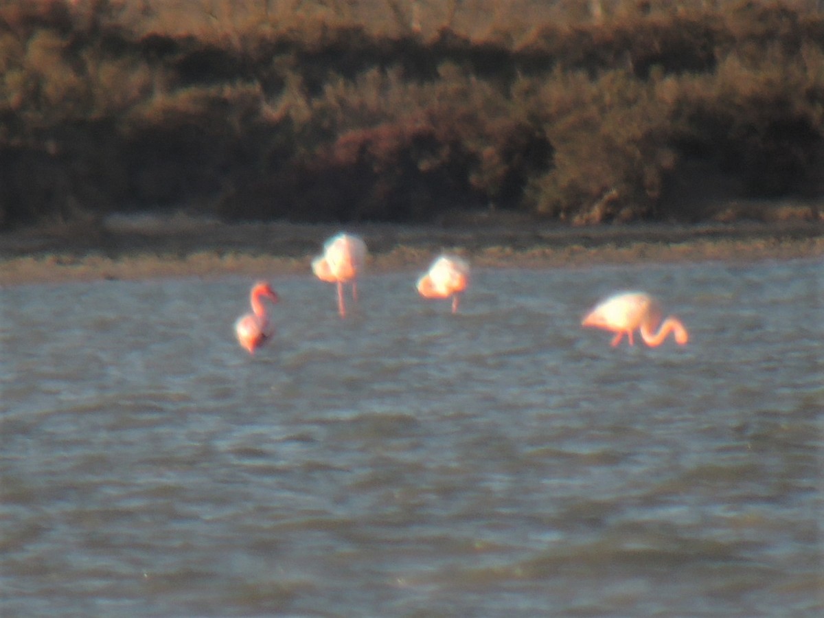 Lesser Flamingo - ML617295118