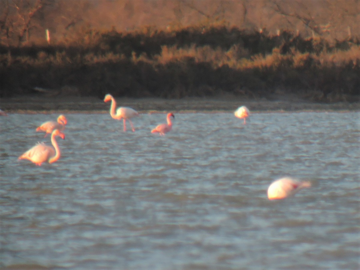 Lesser Flamingo - ML617295119