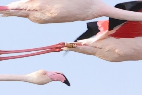 Greater Flamingo - ML617295130