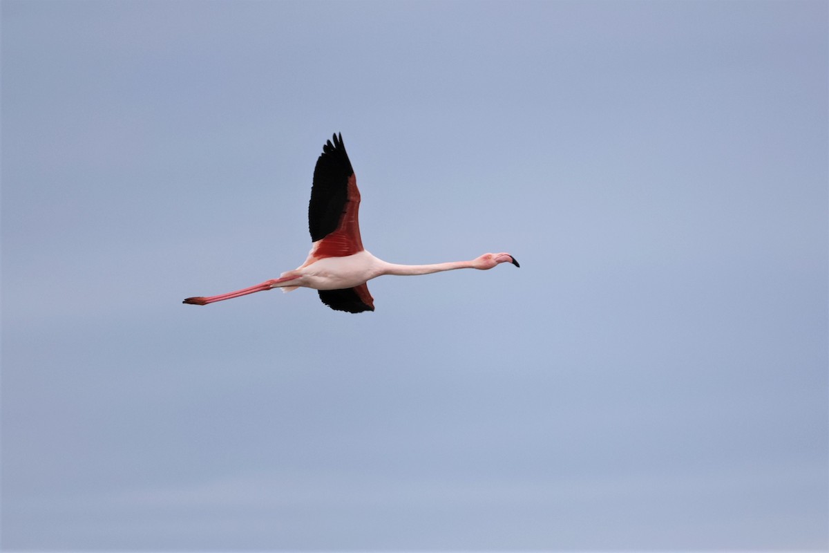 Greater Flamingo - ML617295131
