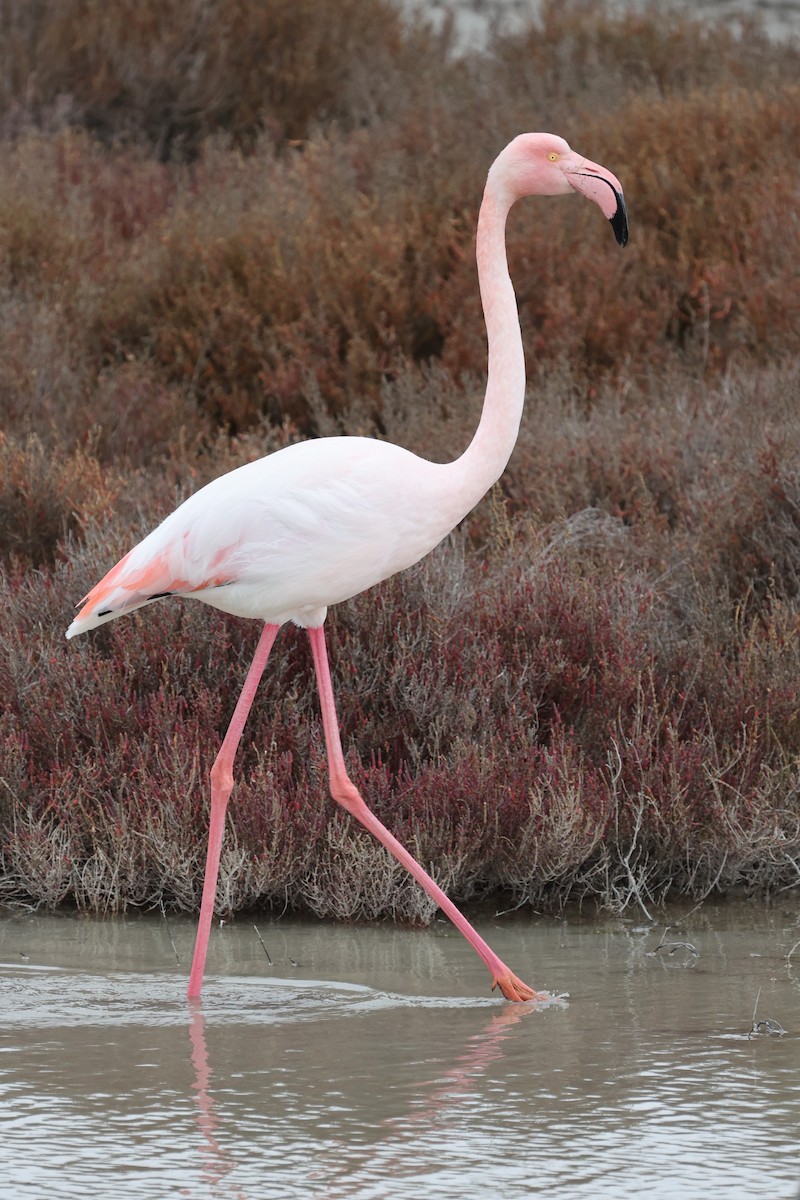 Greater Flamingo - ML617295132
