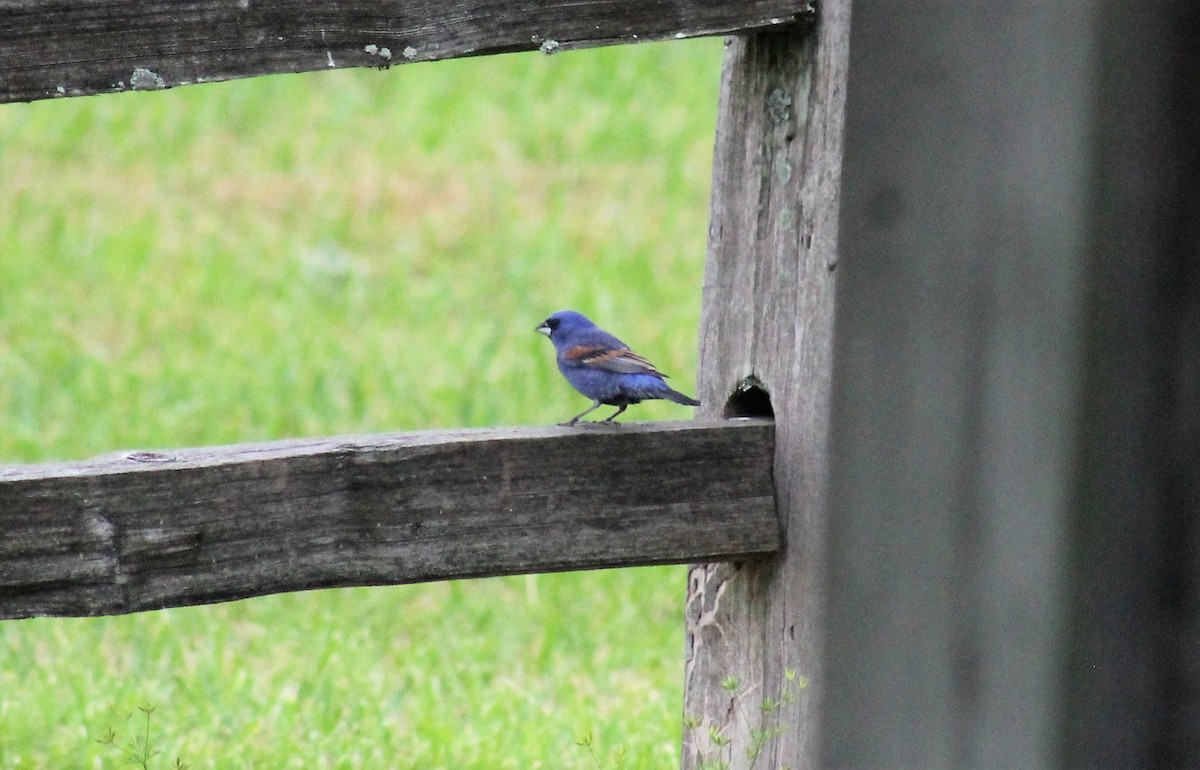 eBird Checklist - 21 May 2022 - Chickasaw NWR--Observation Platform ...