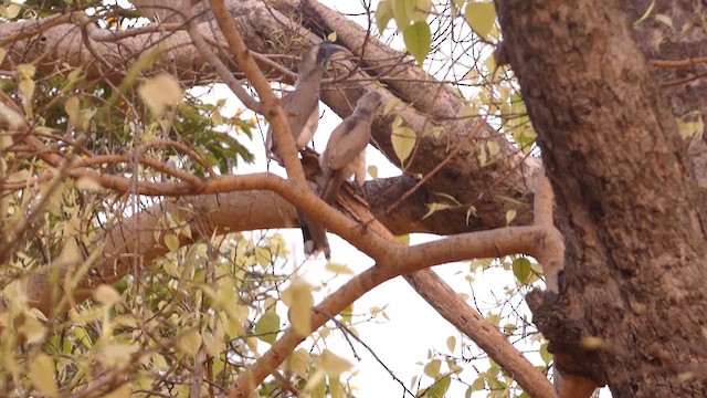 Indian Gray Hornbill - ML617295298