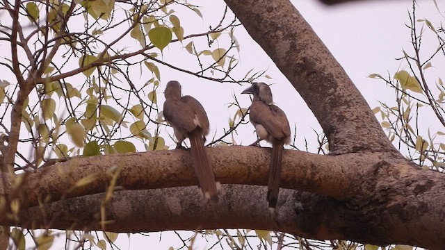 Indian Gray Hornbill - ML617295301