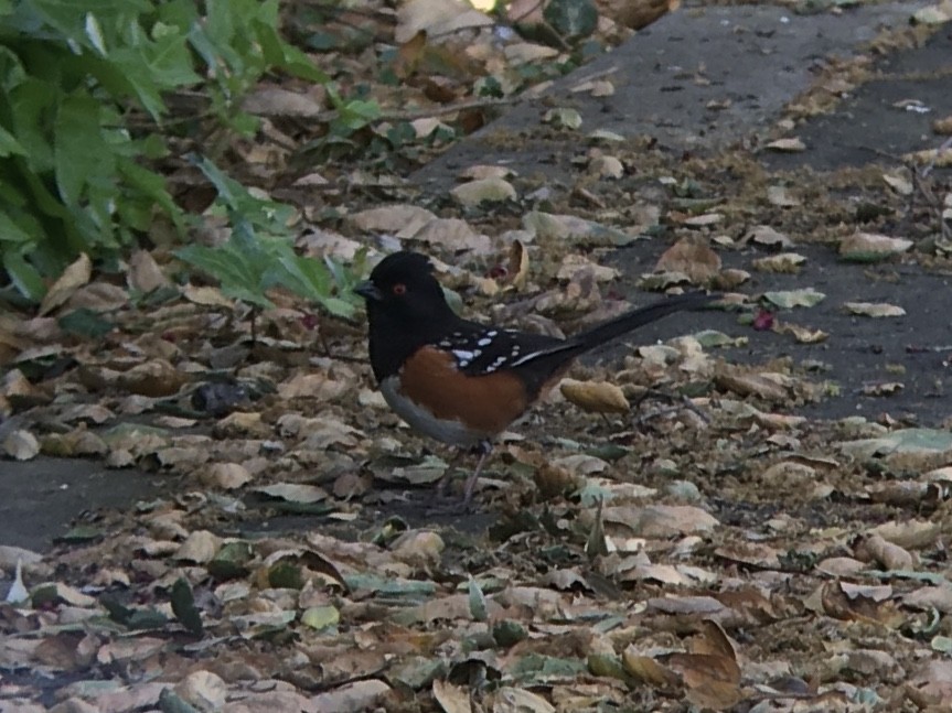 Spotted Towhee - ML617295389