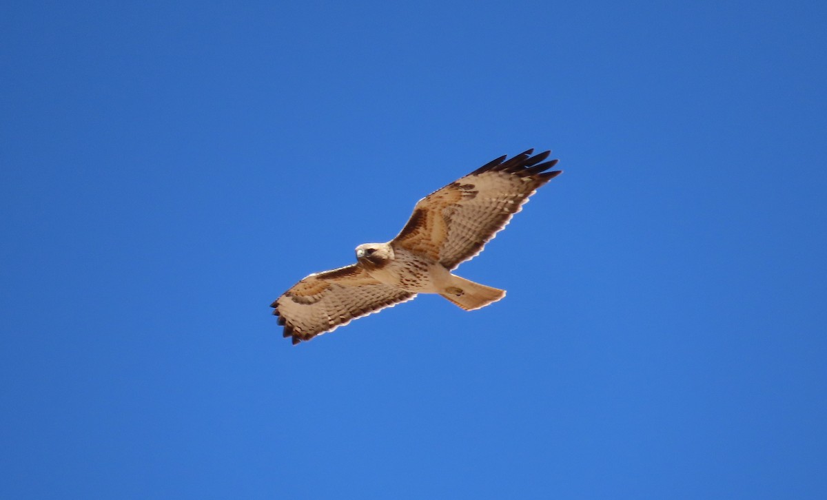 Red-tailed Hawk - ML617295735
