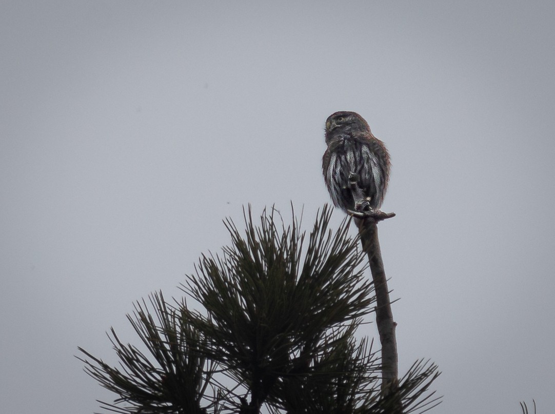 Northern Pygmy-Owl - ML617295829