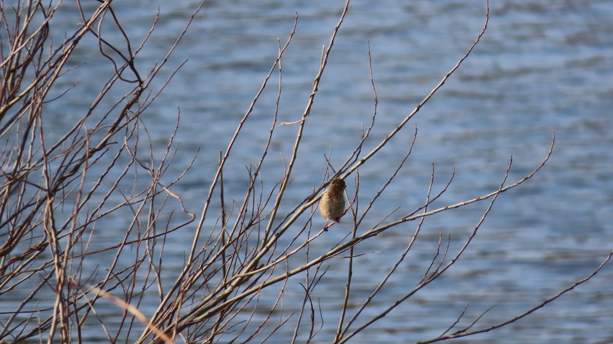 Long-tailed Rosefinch - YUKIKO ISHIKAWA