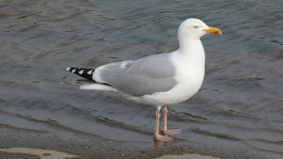 Herring Gull - Andris Cemme