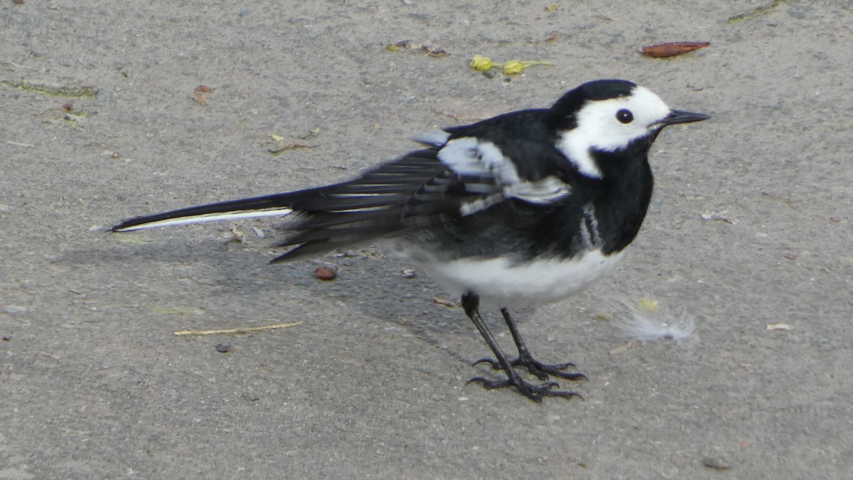 White Wagtail - Andris Cemme
