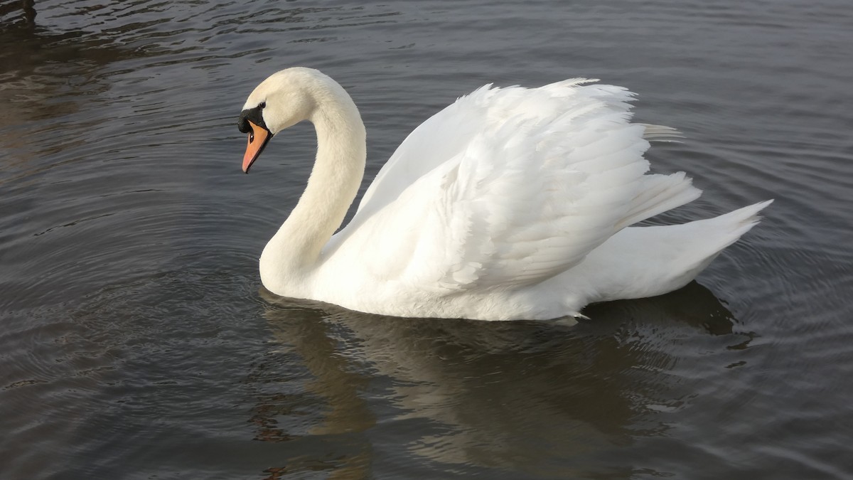Mute Swan - Andris Cemme