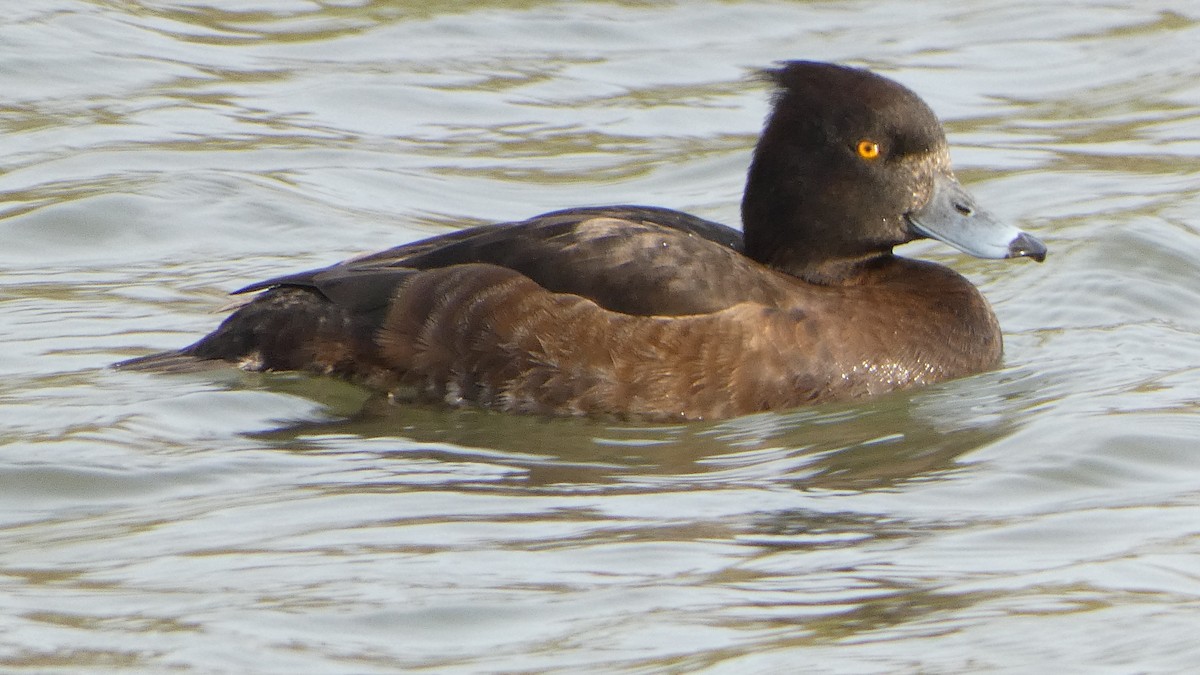 Tufted Duck - ML617295891