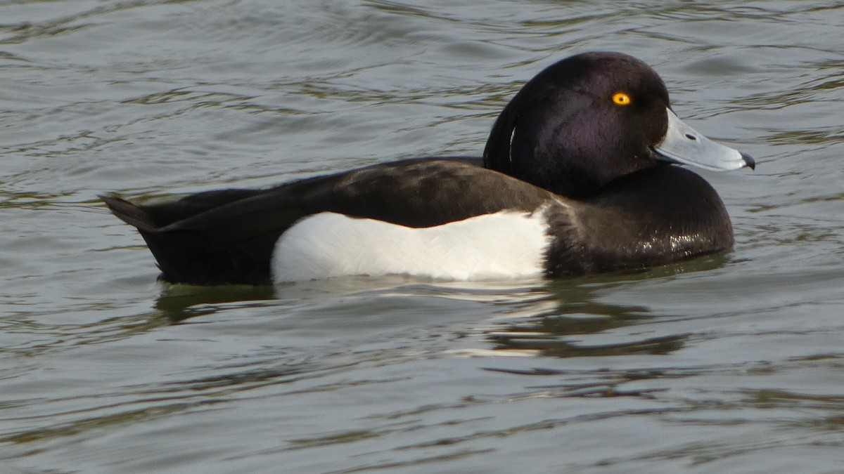Tufted Duck - ML617295899