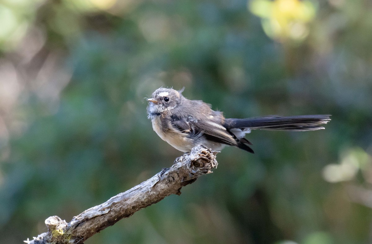 Gray Fantail (albiscapa) - ML617296176