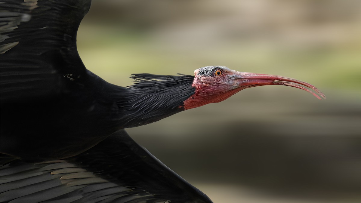 skallet ibis - ML617296232