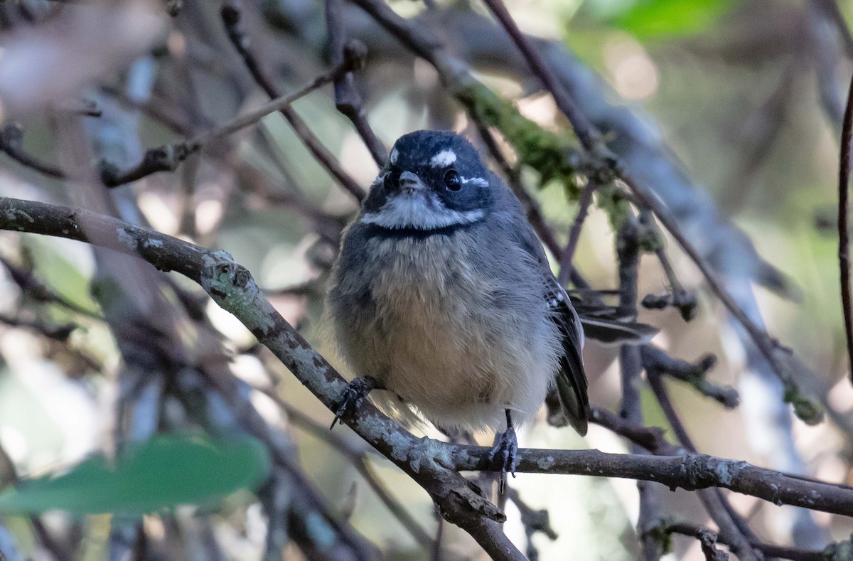 Gray Fantail (albiscapa) - ML617296238