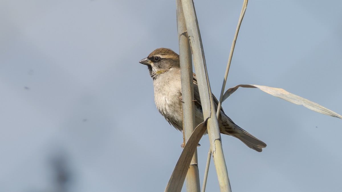 Dead Sea Sparrow - SONER SABIRLI