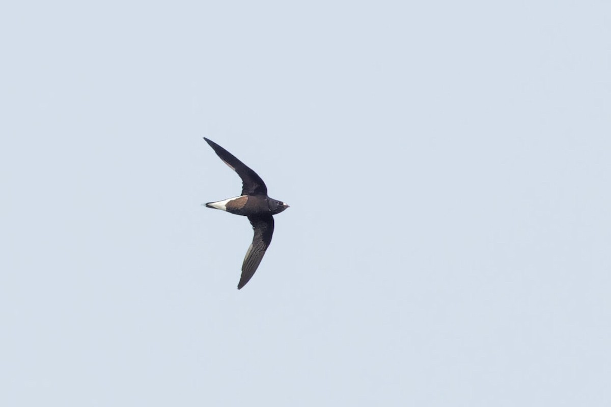 Brown-backed Needletail - Paul Passant