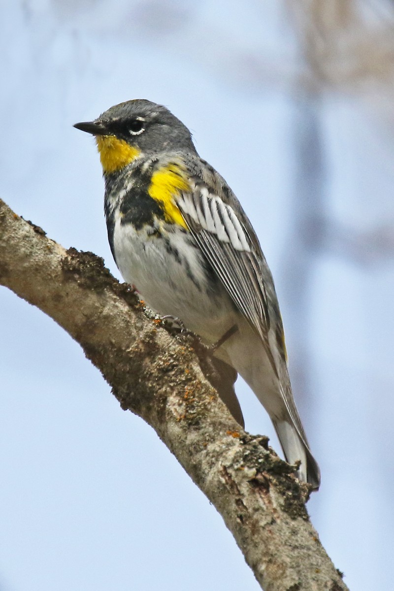 Yellow-rumped Warbler (Audubon's) - Marlene Cashen