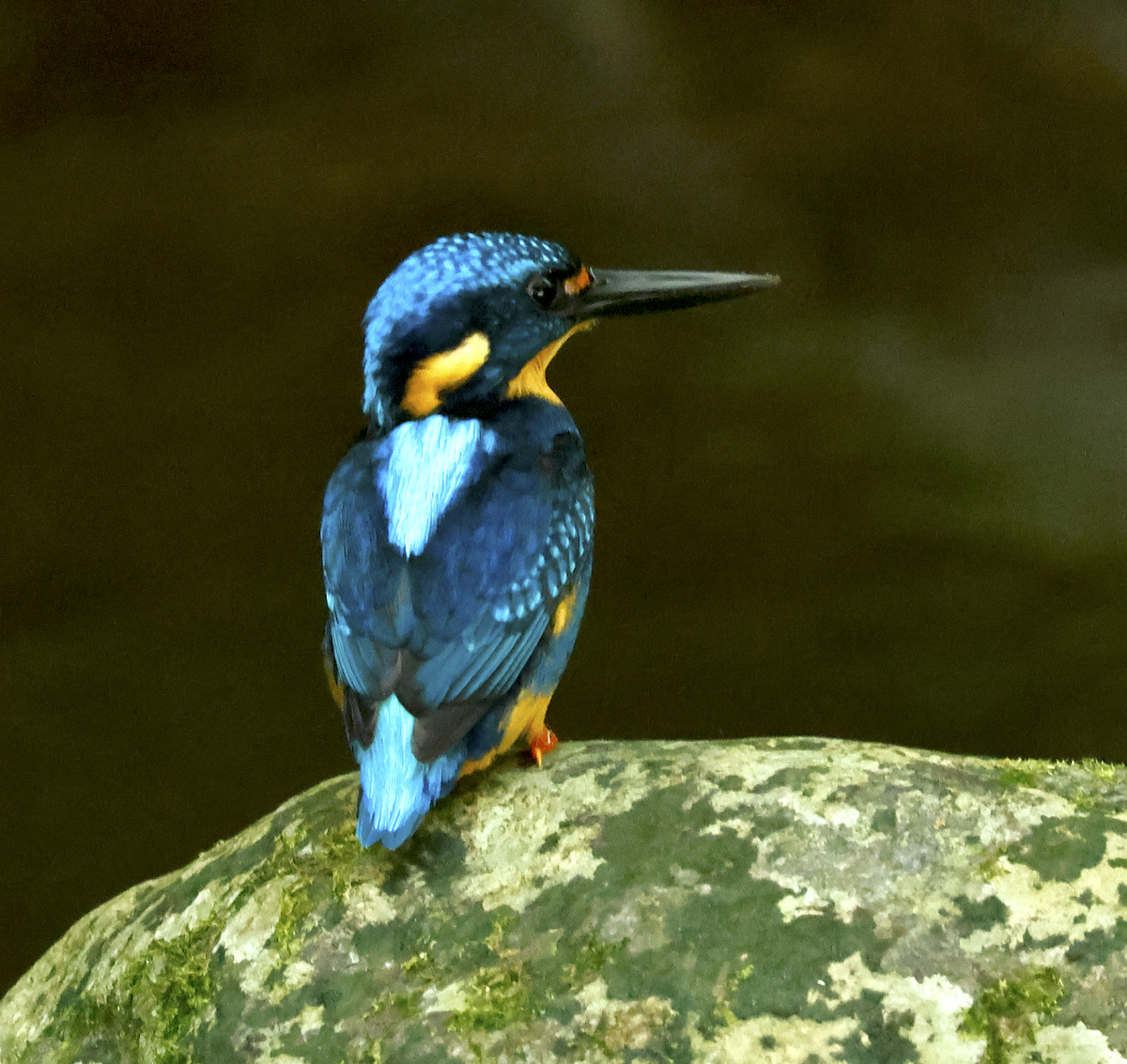 Indigo-banded Kingfisher (Southern) - ML617296347