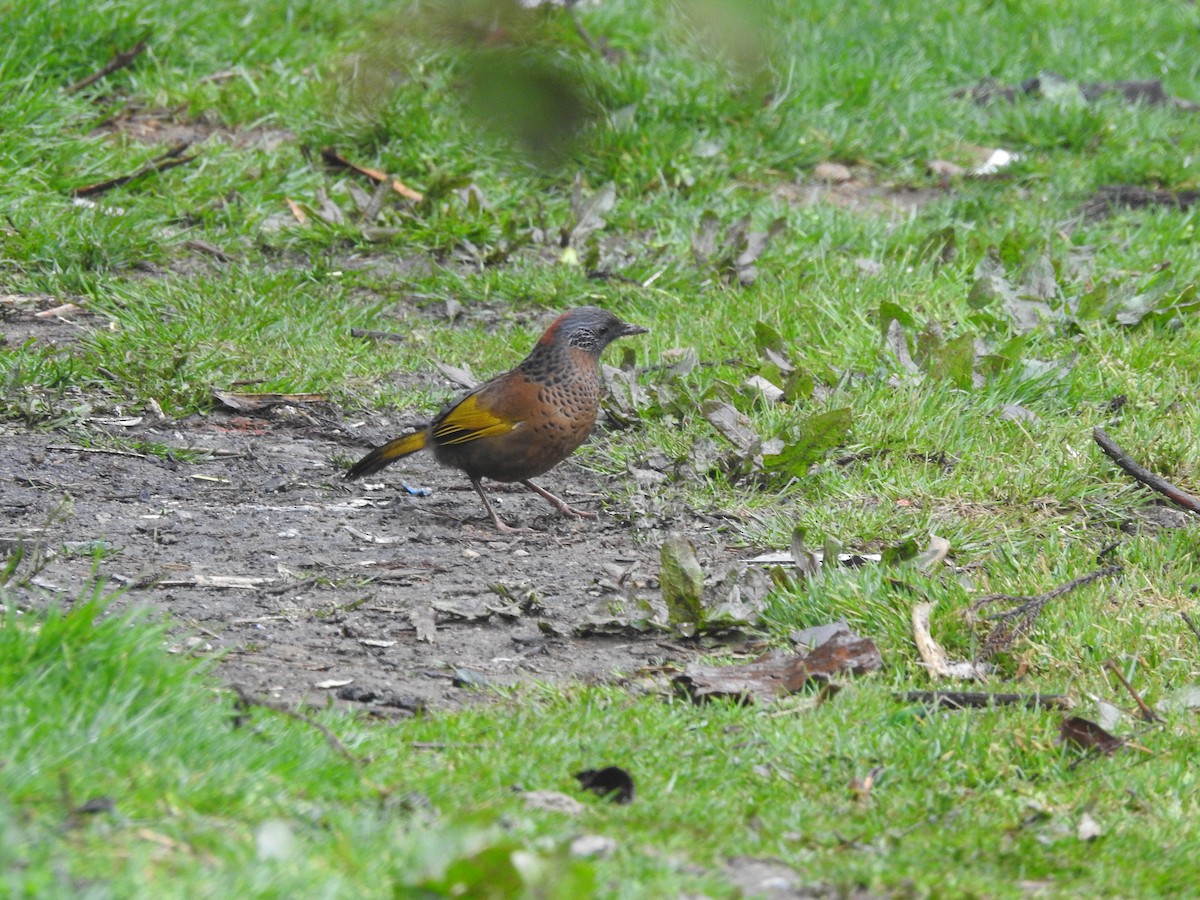 Chestnut-crowned Laughingthrush - ML617296413