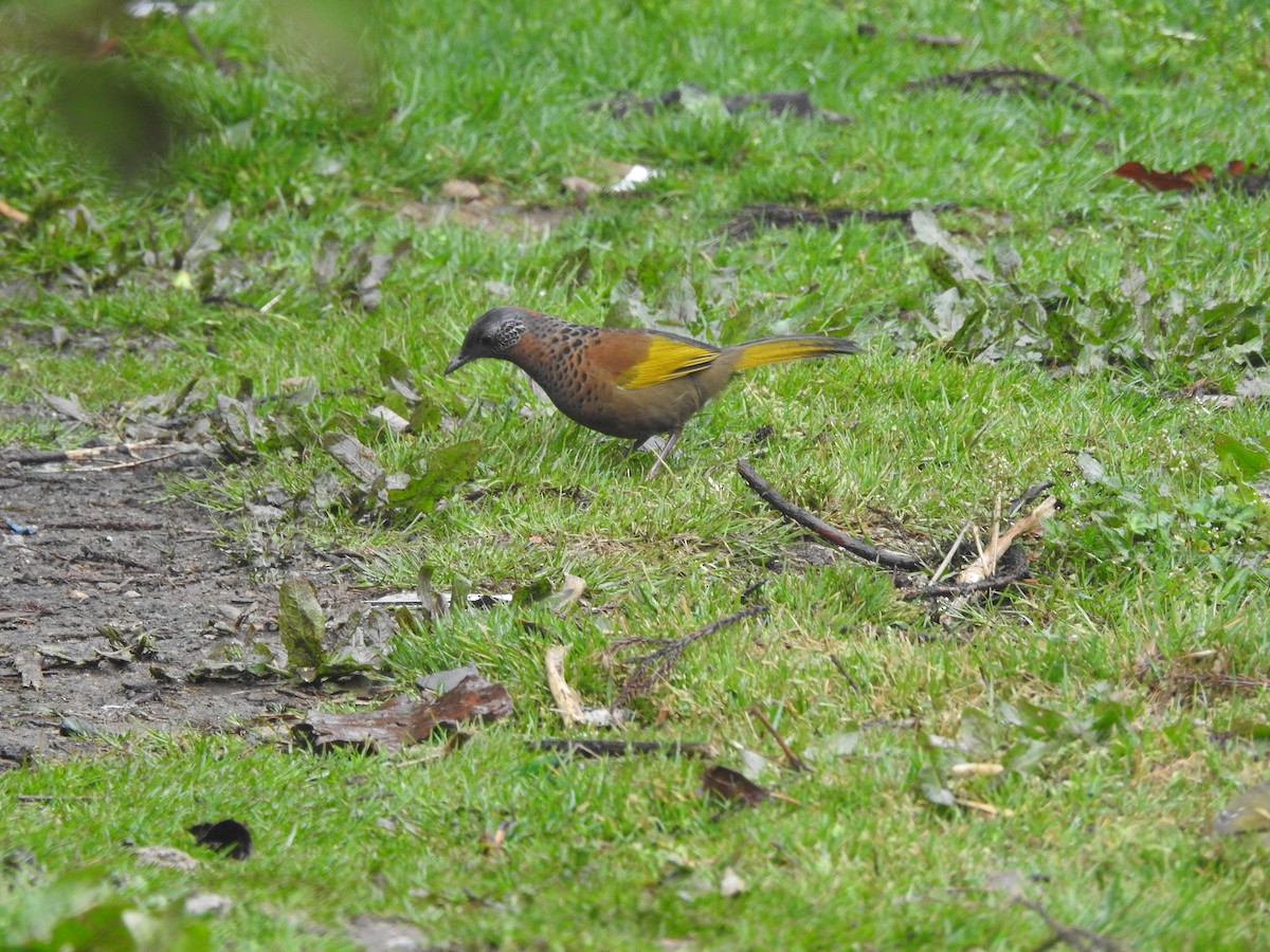 Chestnut-crowned Laughingthrush - ML617296414