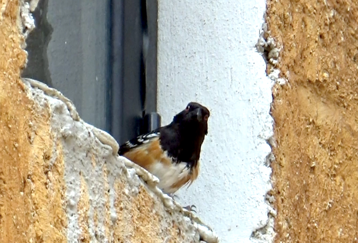 Spotted Towhee - ML617296532