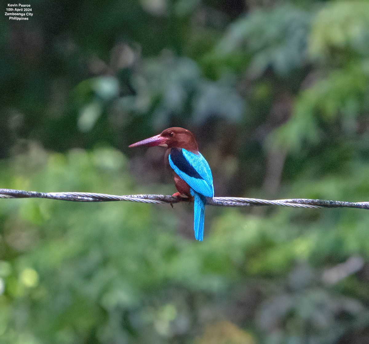 Brown-breasted Kingfisher - Kevin Pearce