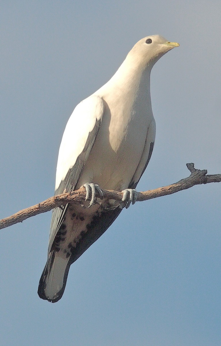 Torresian Imperial-Pigeon - Rex Matthews
