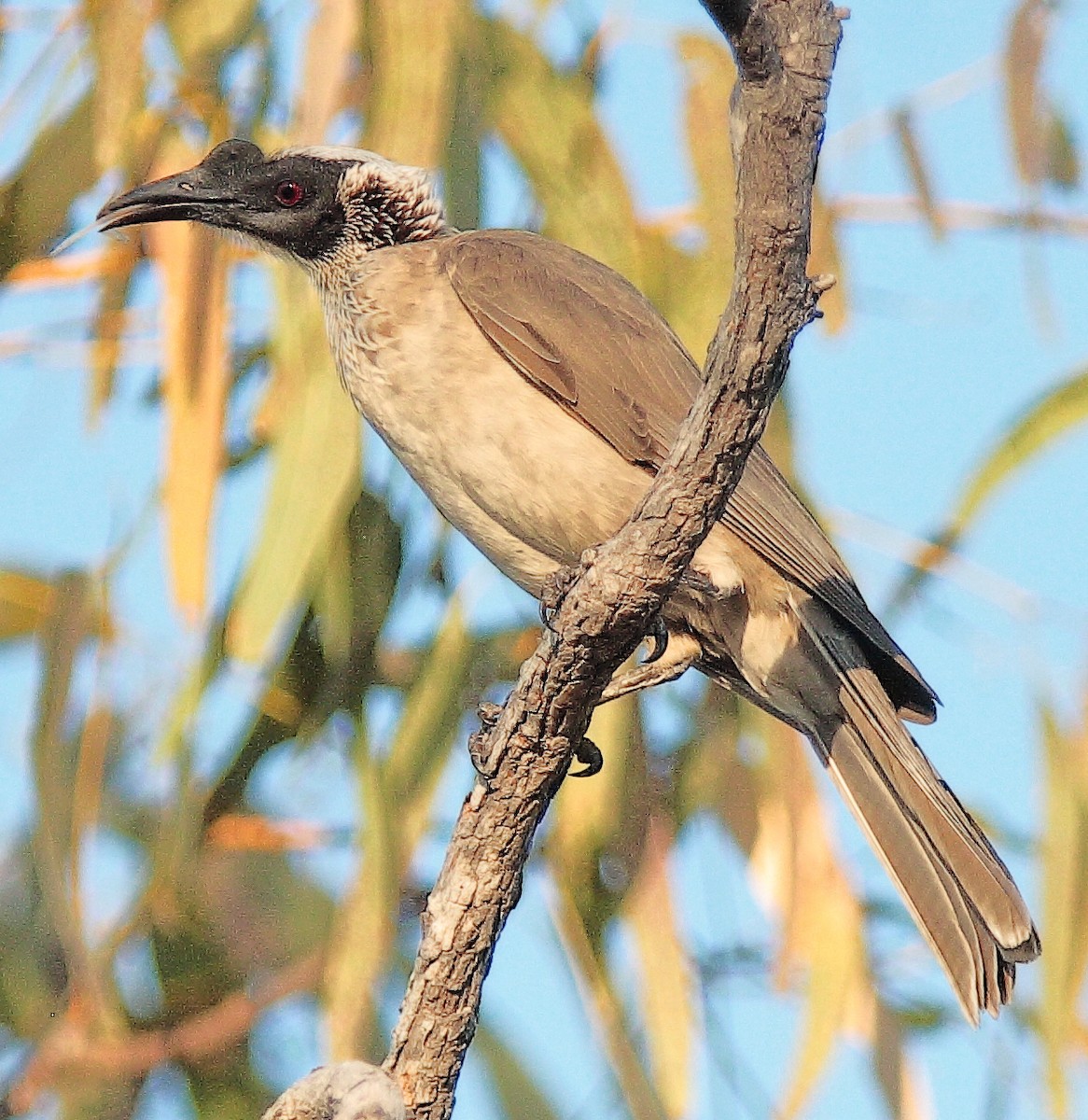 Silver-crowned Friarbird - ML617296994
