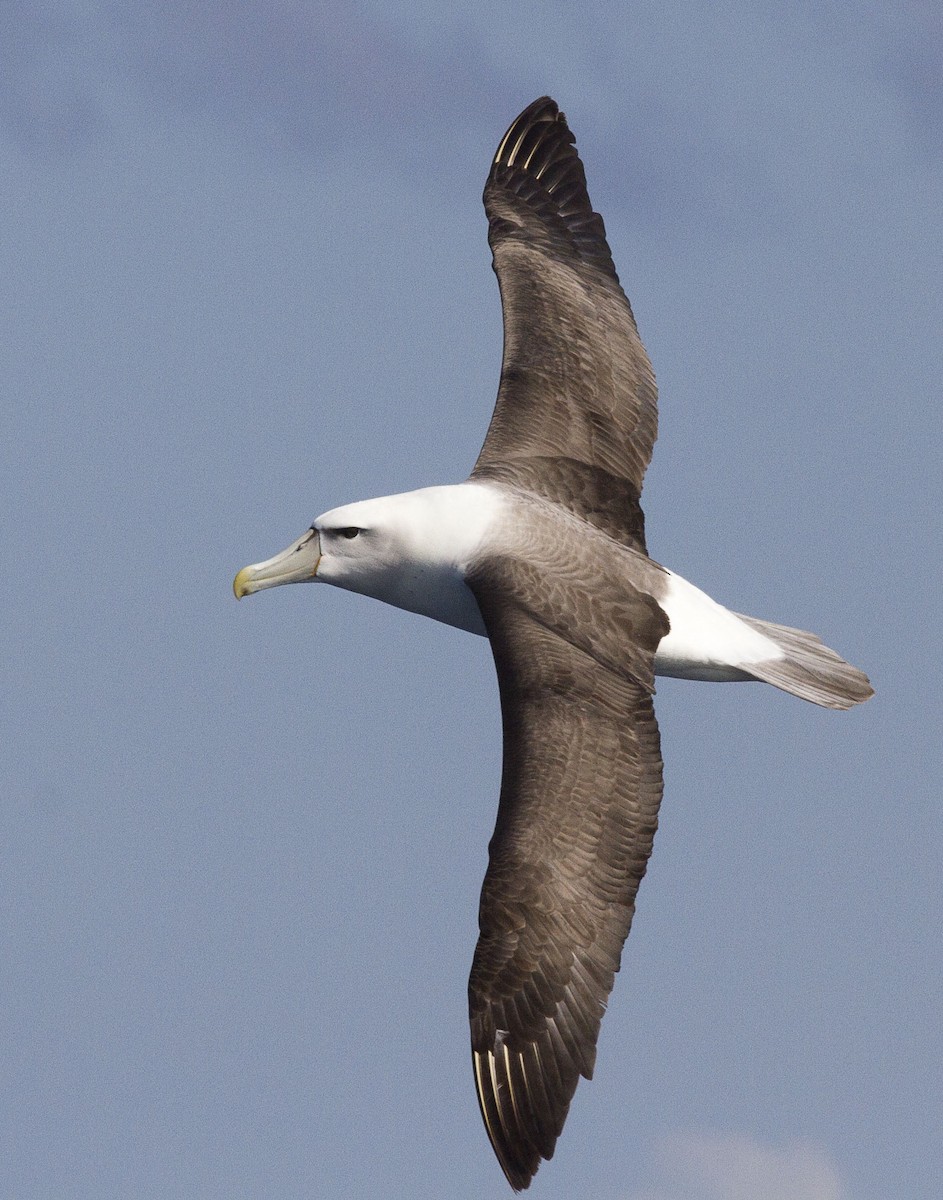 White-capped Albatross - ML617297016