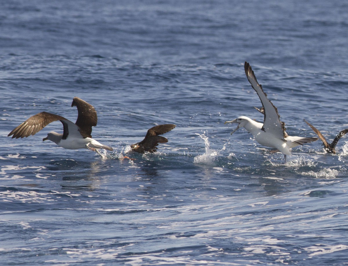 White-capped Albatross - ML617297017