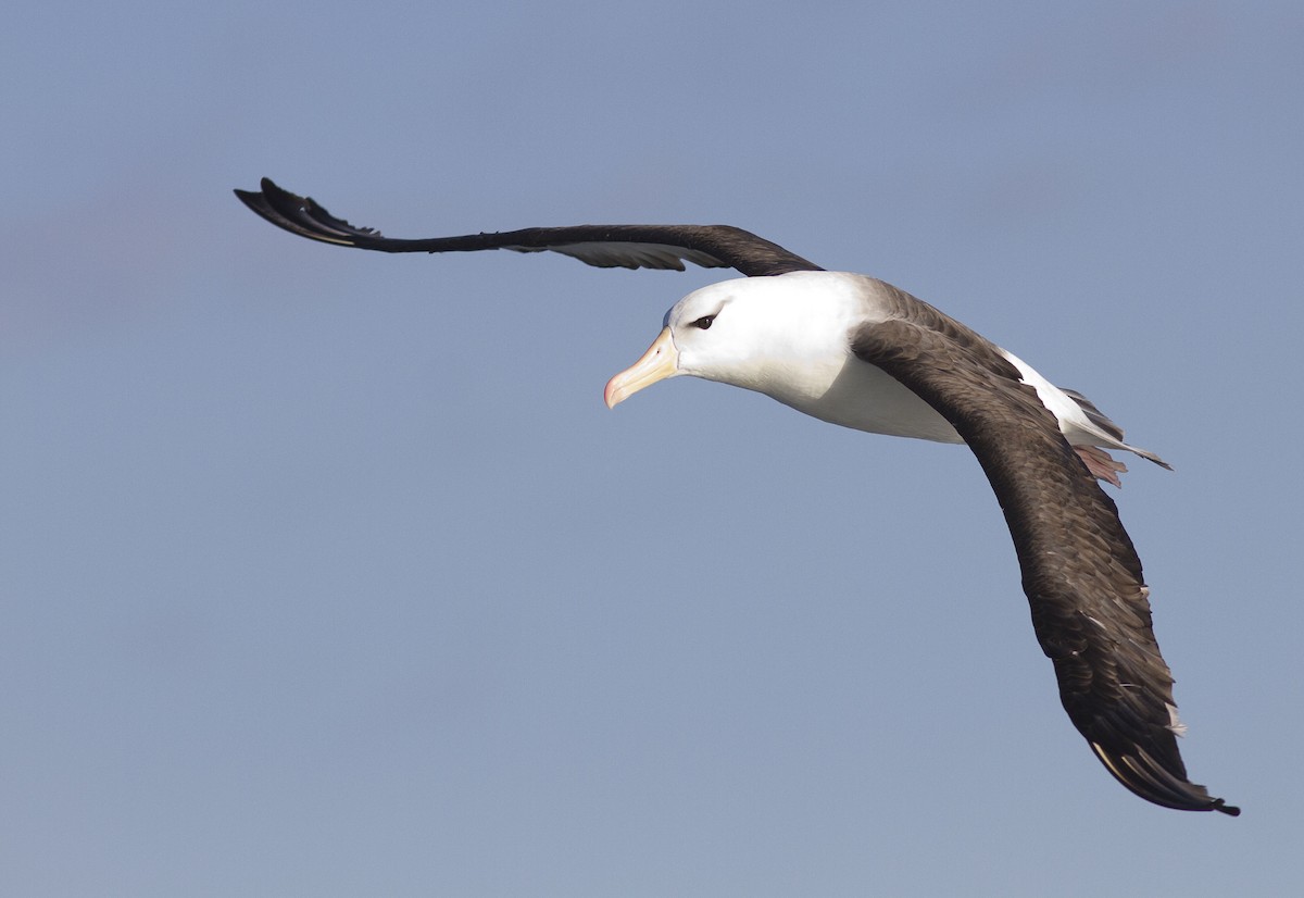 Kara Kaşlı Albatros (melanophris) - ML617297019
