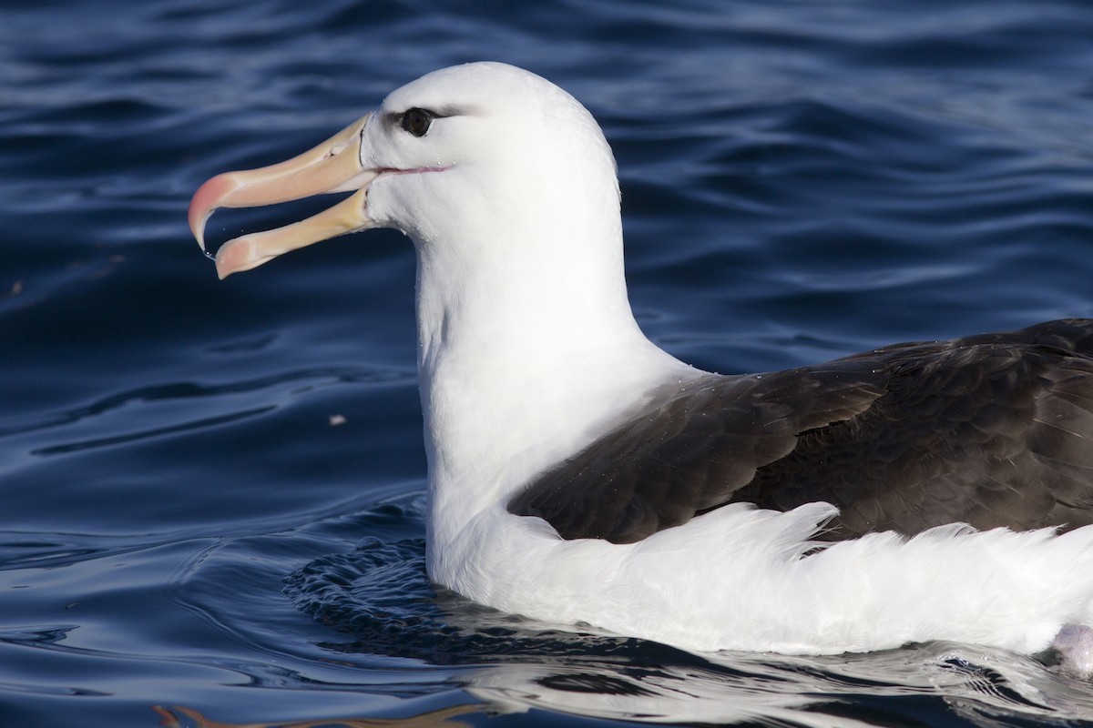 Kara Kaşlı Albatros (melanophris) - ML617297020