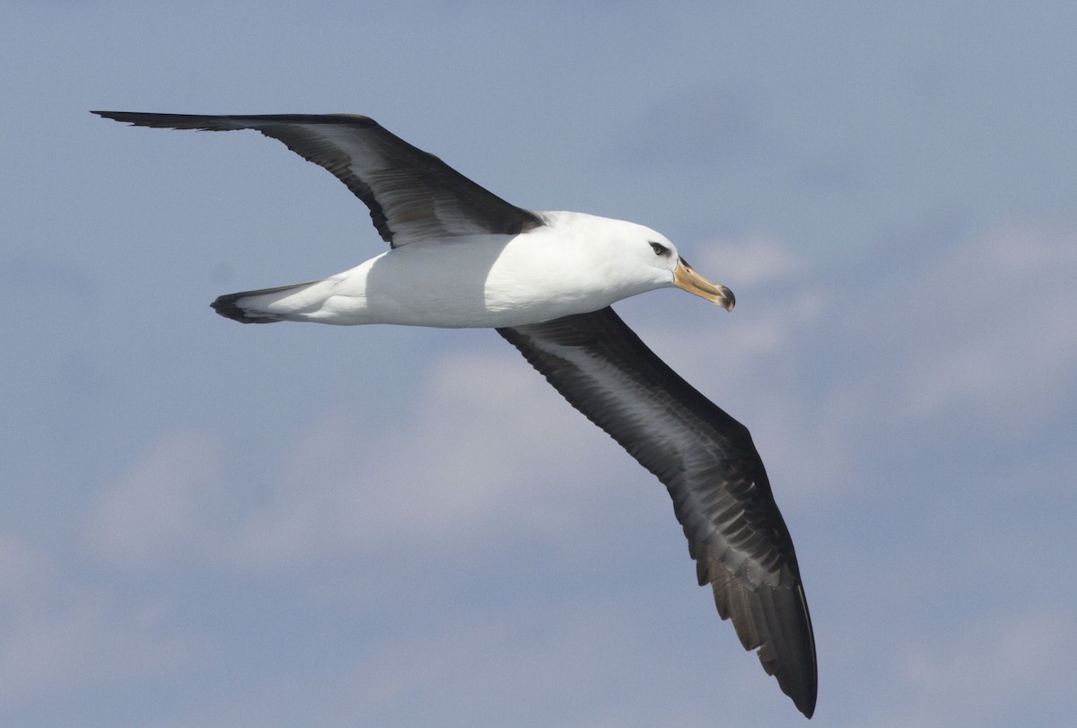 albatros černobrvý (ssp. impavida) - ML617297022