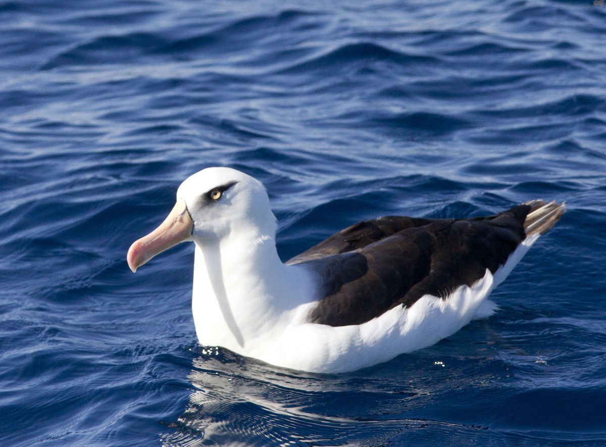 albatros černobrvý (ssp. impavida) - ML617297023