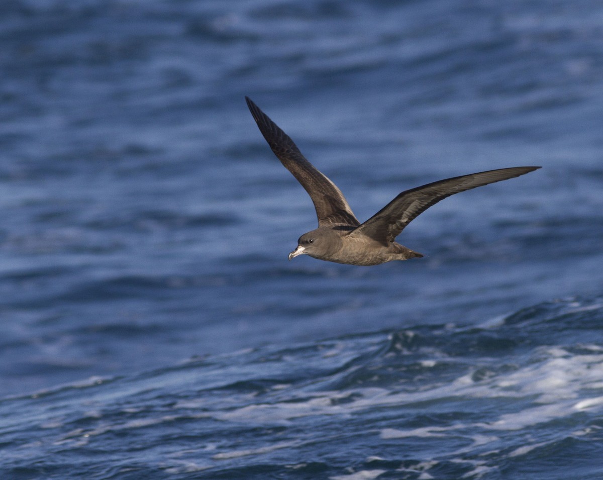 Flesh-footed Shearwater - ML617297036