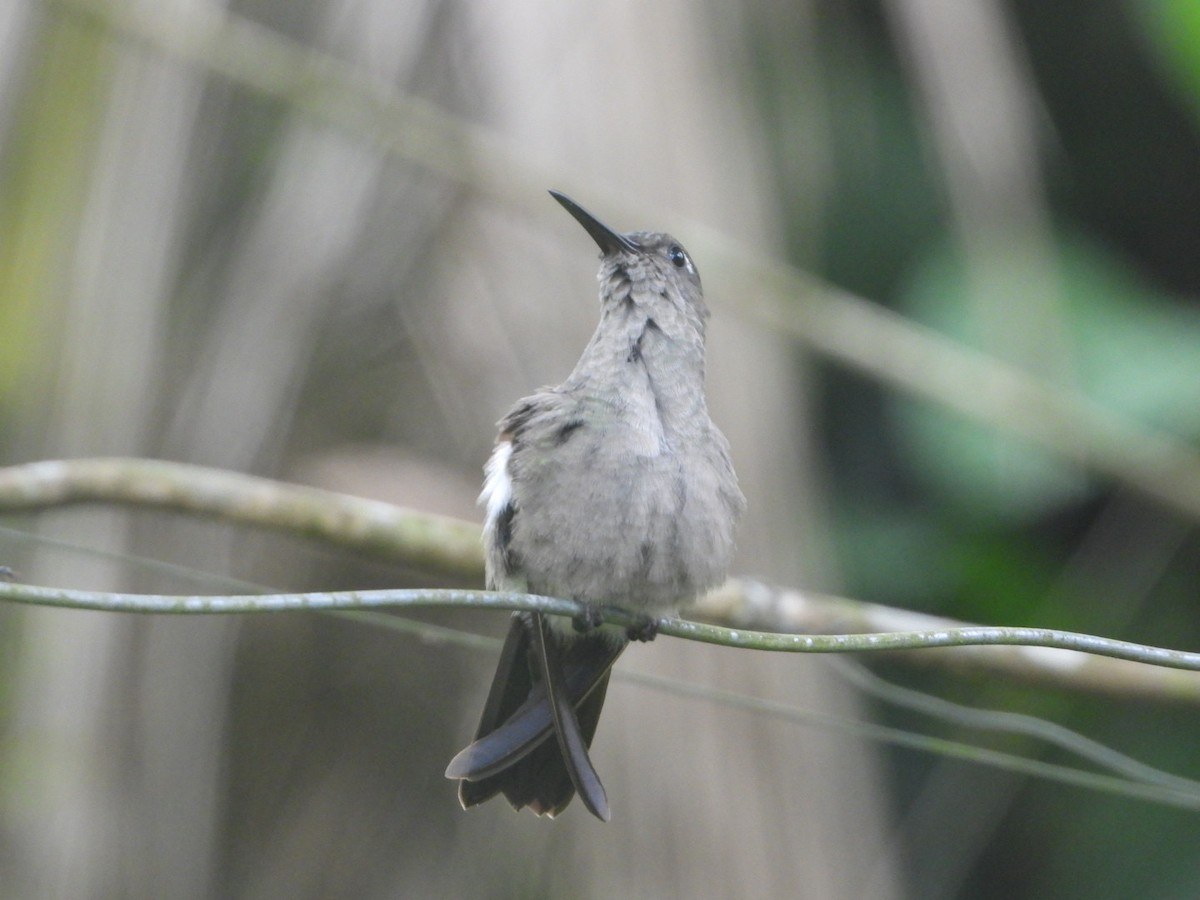 Sombre Hummingbird - ML617297161